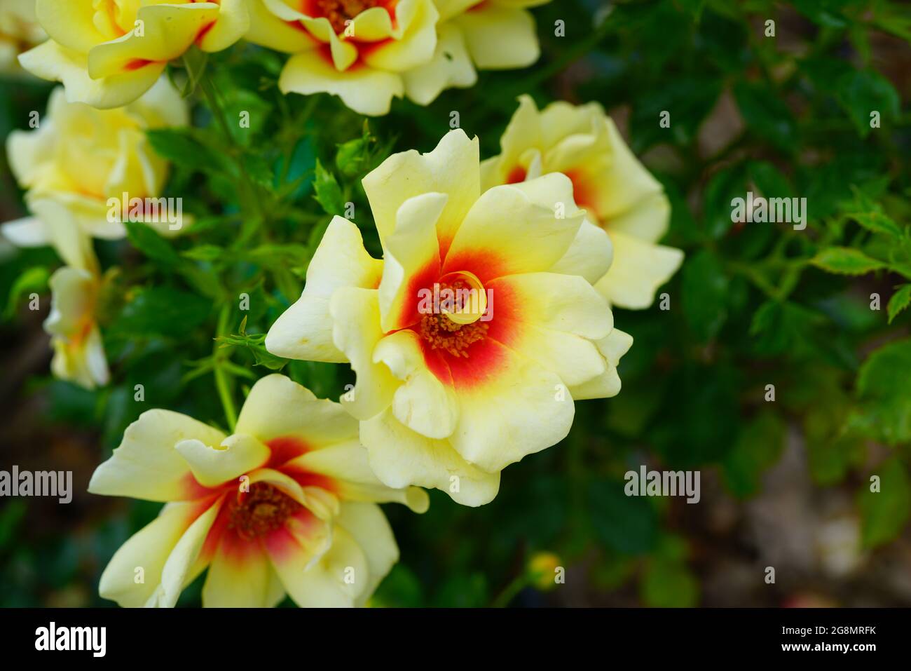 Gelbe und orange herrliche Babylon Augen Rosenblüte wächst im Garten Stockfoto