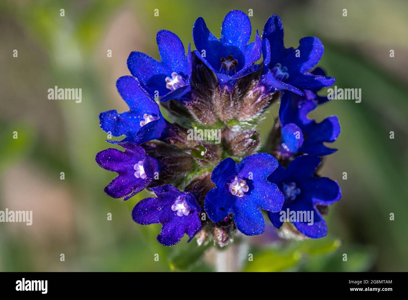 Blume des Gemeinen Bugloss oder Alkanet (Anchusa officinalis) Stockfoto