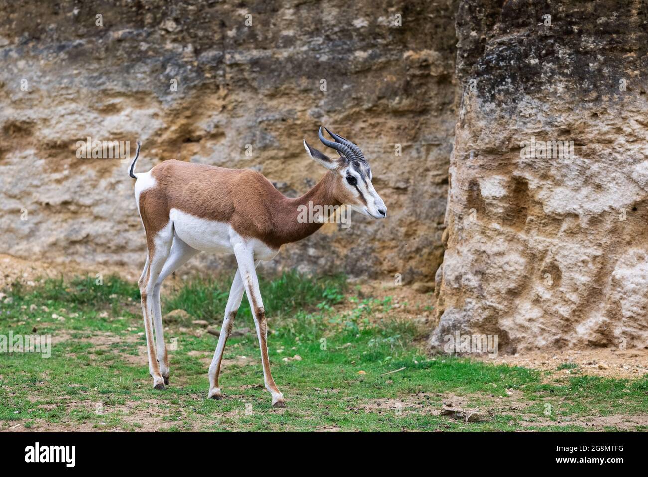 Eine Mhorr Gazelle spaziert in der Wüste Stockfoto