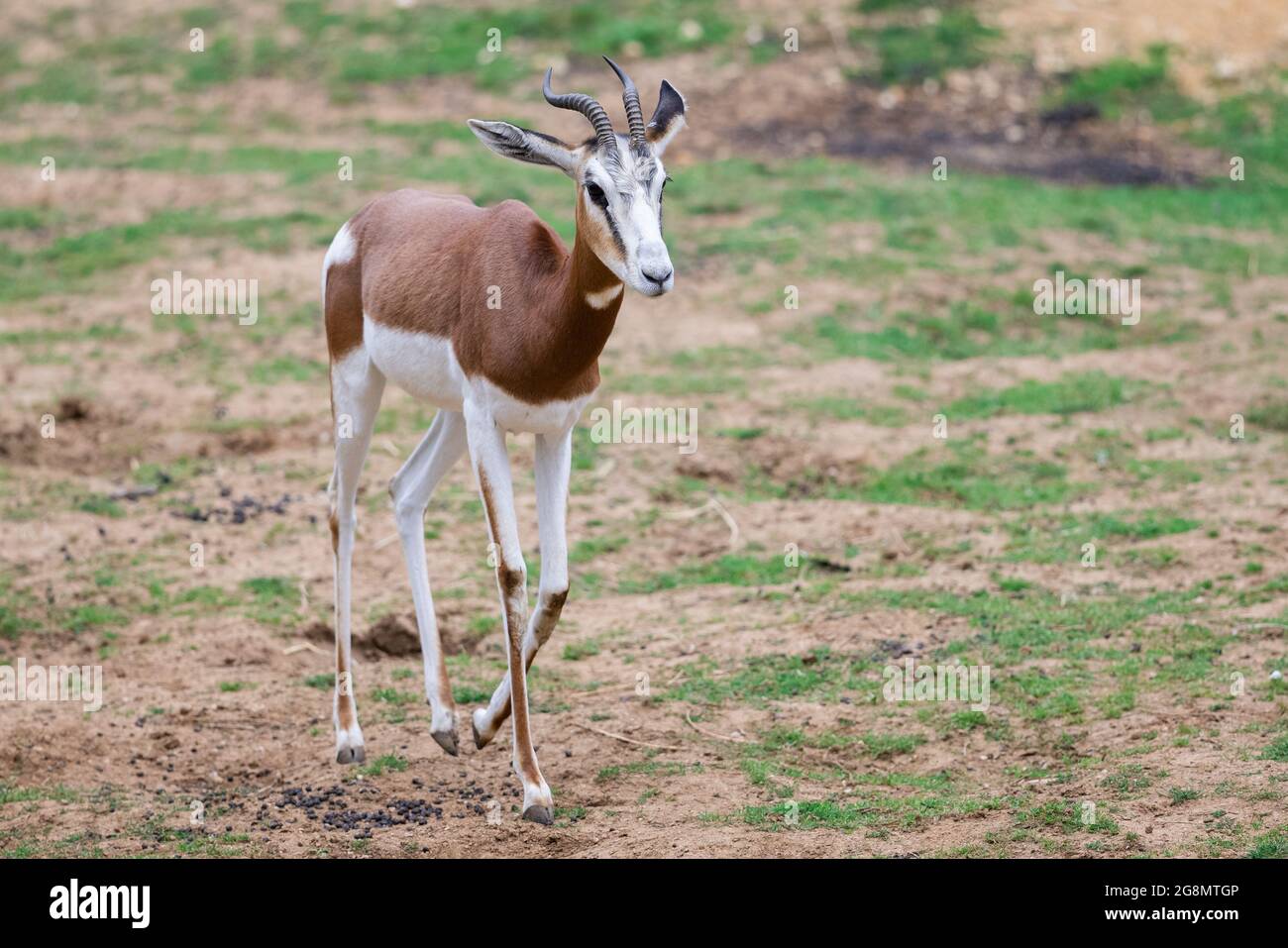 Eine Mhorr Gazelle spaziert in der Wüste Stockfoto