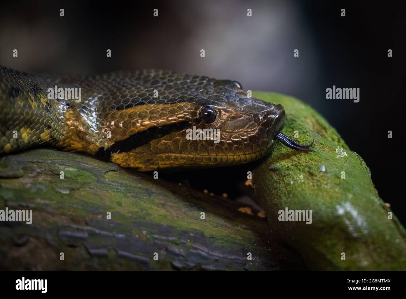Nahaufnahme einer anakonda Stockfotos und -bilder Kaufen - Alamy