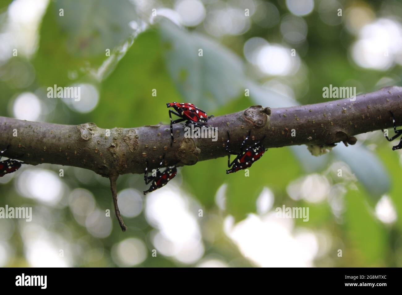 Gefleckte Nymphen der Lanternfly auf einem schwarzen Walnusszweig Stockfoto