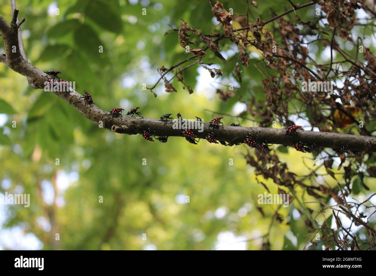 Gefleckte Laternen fliegen auf einem Schwarzwalnut-Zweig in Zentral-New Jersey Stockfoto