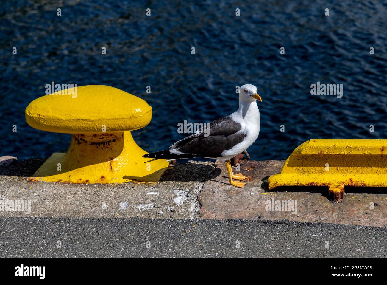 Eine der vielen Möwen (skandinavische Heringsmöwe) rund um den Hafen von Bergen, Norwegen Stockfoto