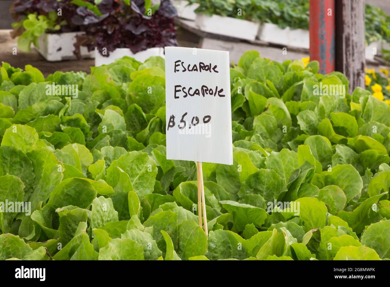 Handgeschriebenes französisches Sprachschild mit schwarzem Marker für Cichorium endivia - breitblättriger Tauchgang für fünf Dollar in einem Gewächshaus. Stockfoto
