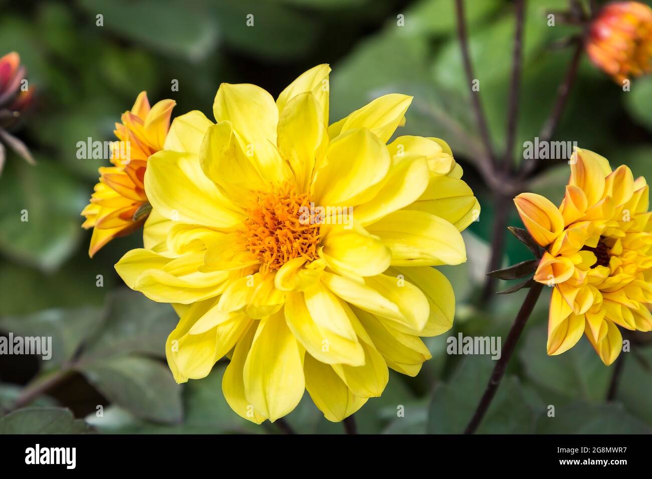 Gelbe Dahlia Blume mit orangen Anthern Stockfoto