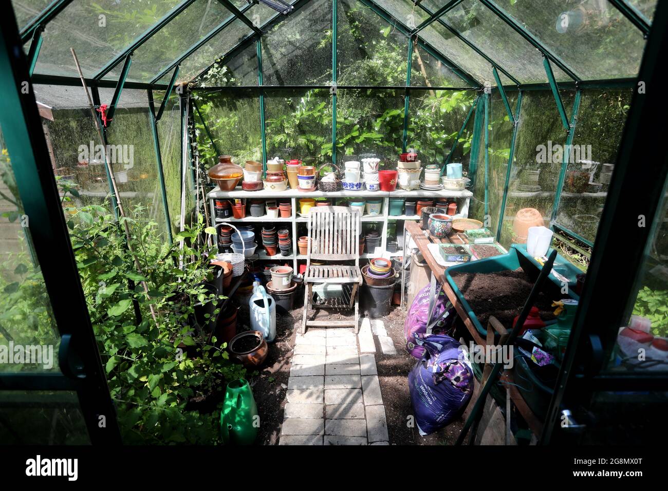 Gesamtansicht eines schön aussehenden Gewächshauses in einem Garten in West Sussex, Großbritannien. Stockfoto