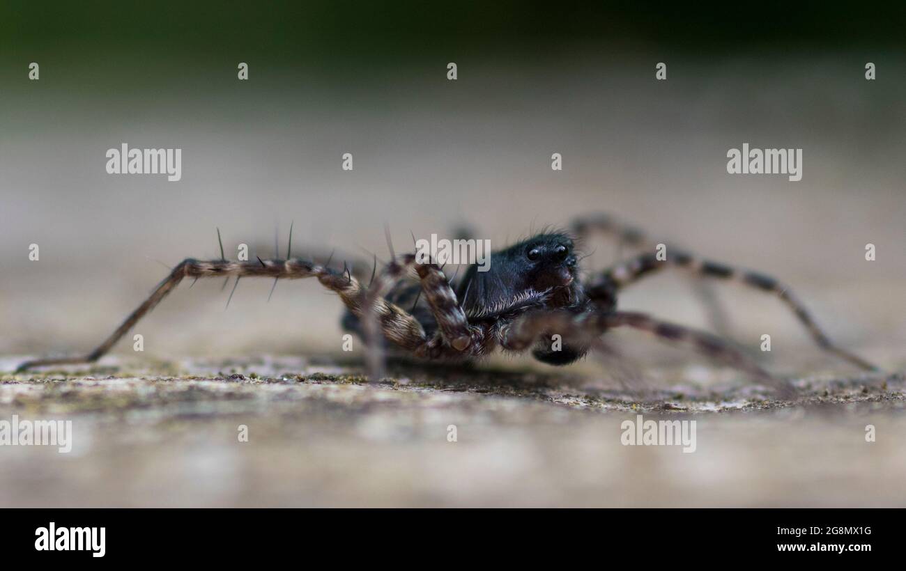 Männliche Wolfsspinne (Pardosa amentata) Stockfoto