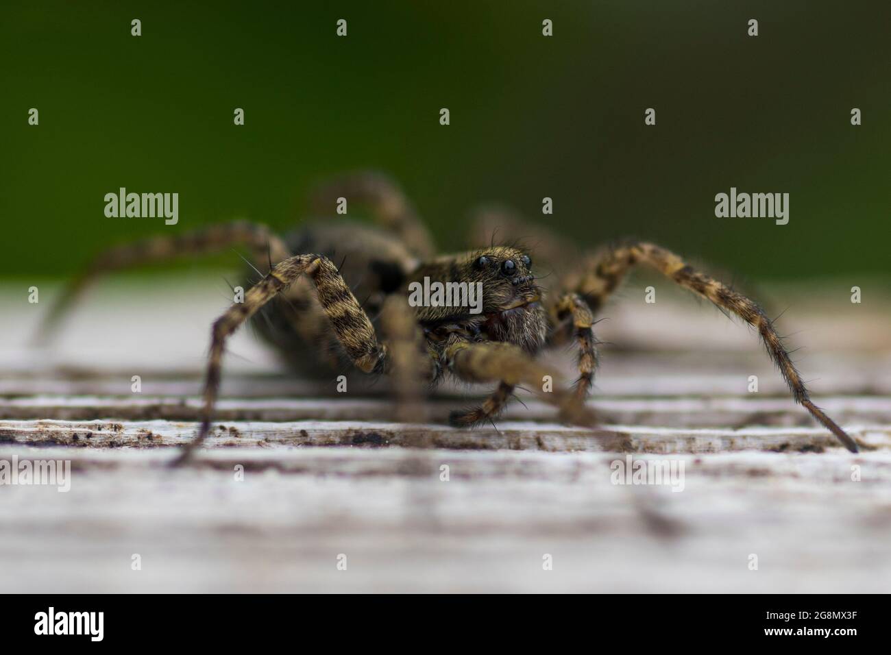 Weibliche Wolfsspinne (Pardosa amentata) Stockfoto