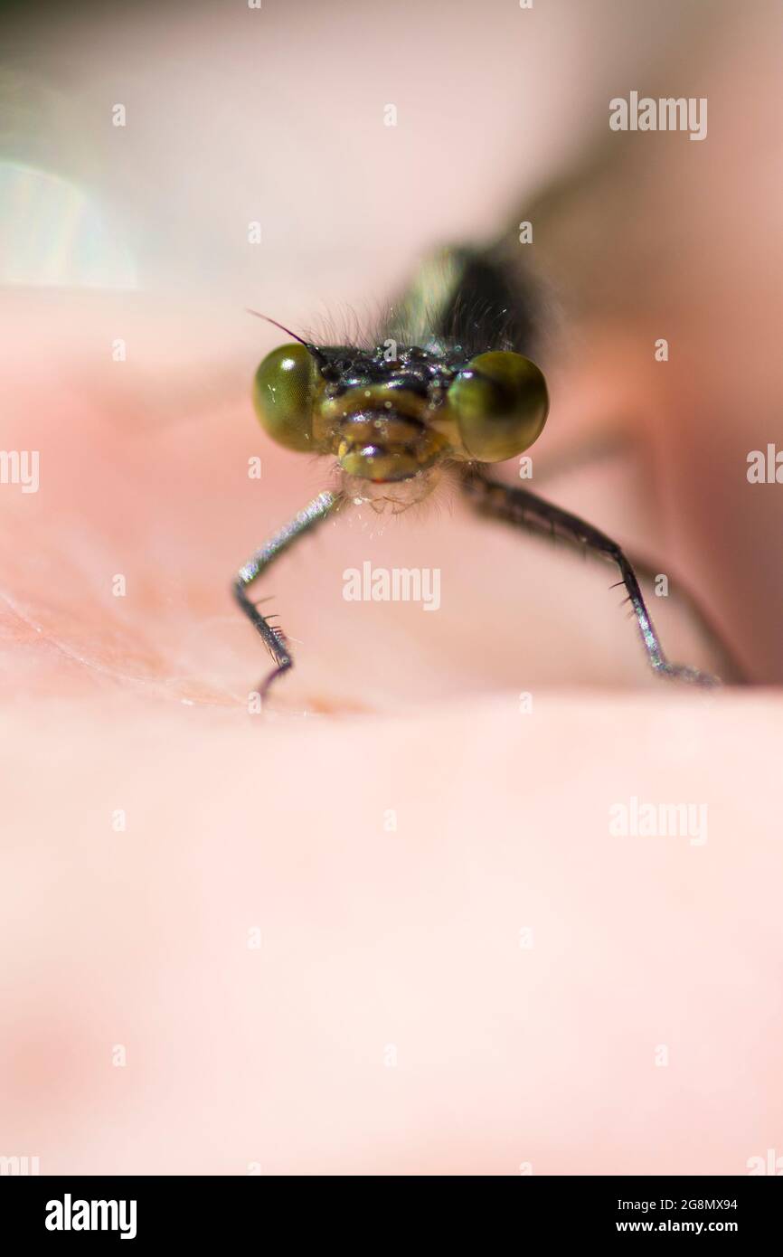 Smaragddamselfly (Lestes sponsa) in der Hand Stockfoto