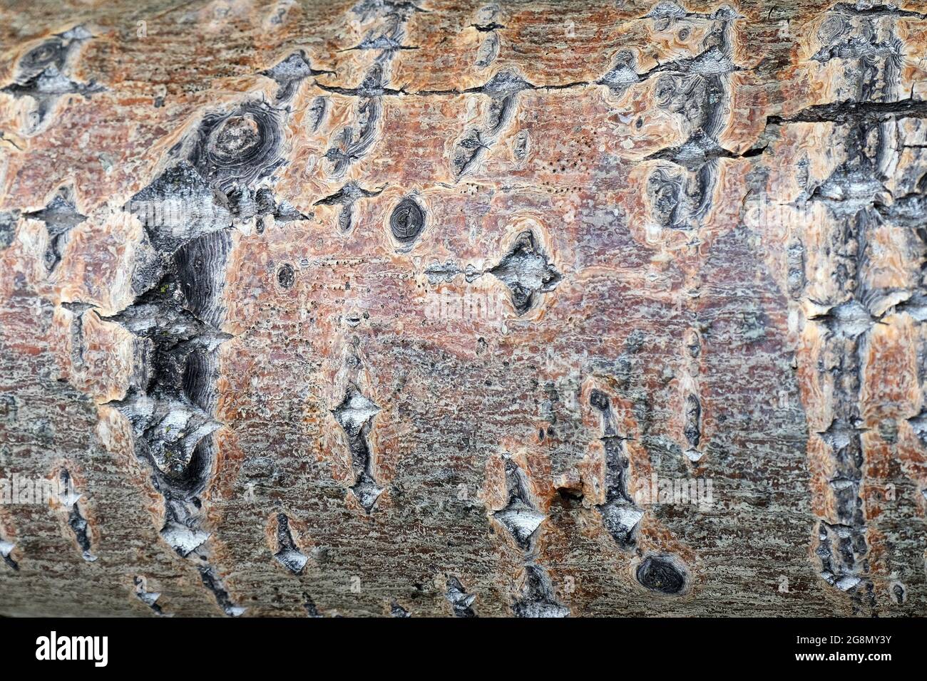 Nahaufnahme eines Teils eines flauschigen Birkenholdes Stockfoto