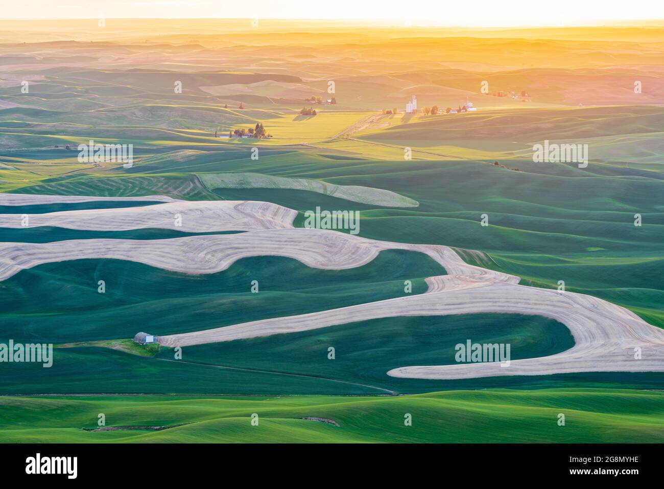 Steptoe Butte State Park, Washington, USA. Blick auf die Weizenfelder bei Sonnenuntergang in den sanften Hügeln von Palouse. Stockfoto