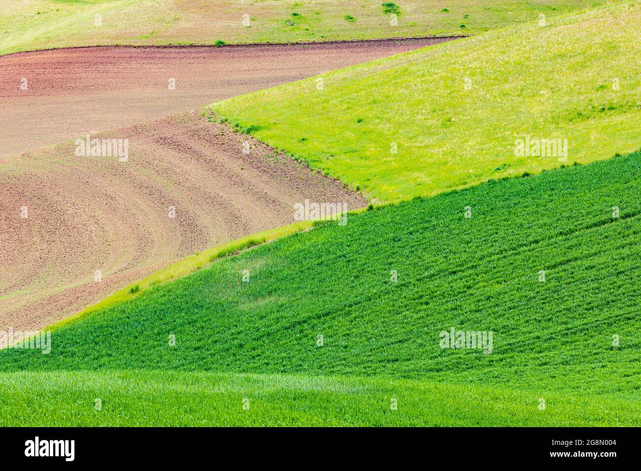 Pullman, Washington, USA. Rollende Weizenfelder in den Palouse-Hügeln. Stockfoto