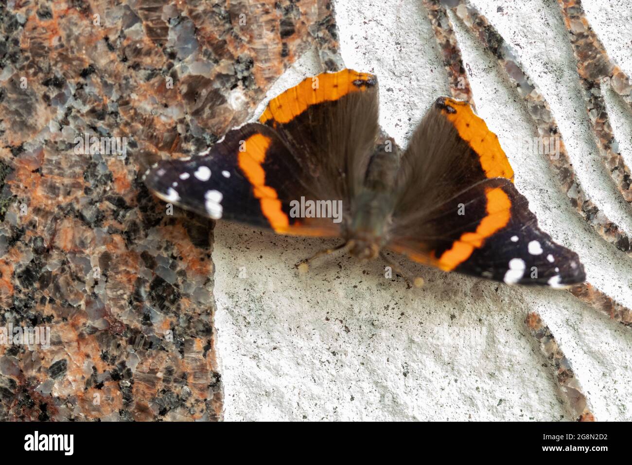 Schöne schwarze, orange und weiße Schmetterling Nahaufnahme im Park Kansas . Hochwertige Fotos Stockfoto