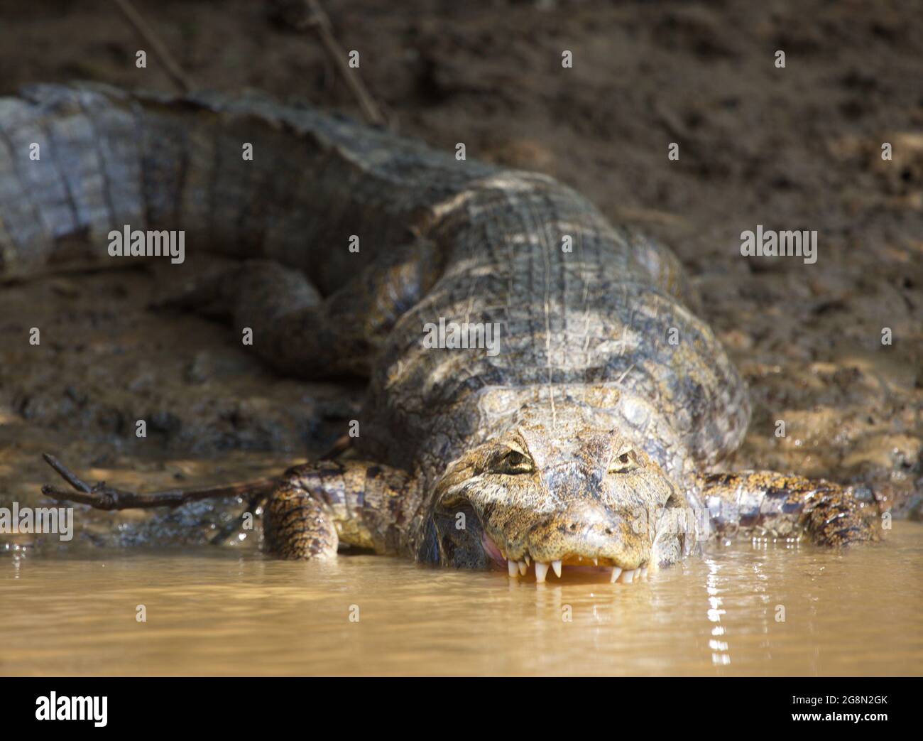 Nahaufnahme Porträt des Schwarzen Caiman (Melanosuchus niger), der mit kieferweit geöffneter Pampas del Yacuma in das Wasser eindringt, Bolivien. Stockfoto