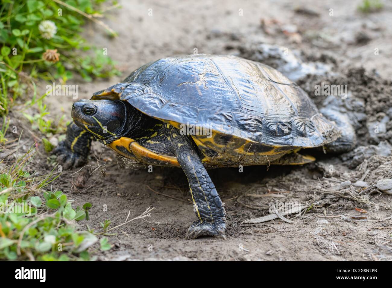 Eine Rotohrschildkröte spreizt ihre Vorderbeine zur Hebelwirkung, während sie mit ihren Hinterfüßen einen Nesthohlraum an einem Washington State Lake gräbt Stockfoto
