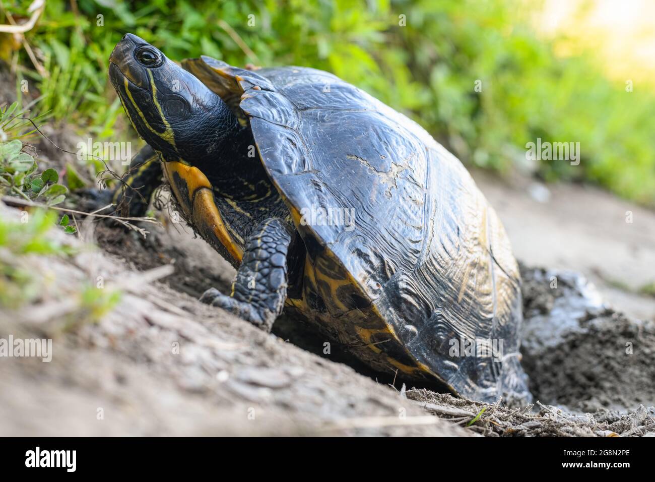Eine Rotohrschildkröte am Ufer eines Sees im Bundesstaat Western Washington gräbt mit ihren Hinterfüßen einen Nistraum aus, während das Tageslicht verblasst Stockfoto