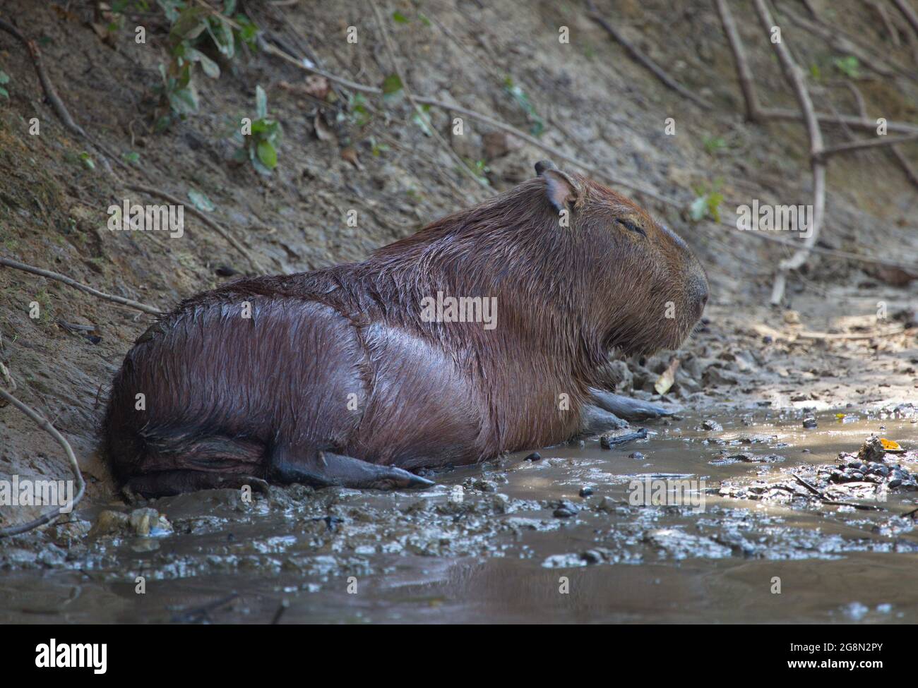 Seite auf dem Porträt von Capybara (Hydrochoerus hydrochaeris) beim Baden im Schlamm, Pampas del Yacuma, Bolivien. Stockfoto