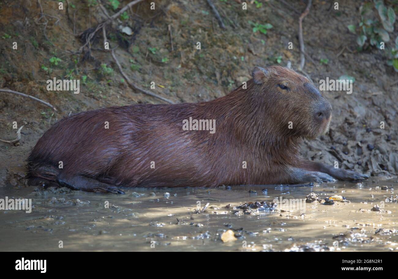 Bildseite von Capybara (Hydrochoerus hydrochaeris) im Schlammbad, Pampas del Yacuma, Bolivien. Stockfoto