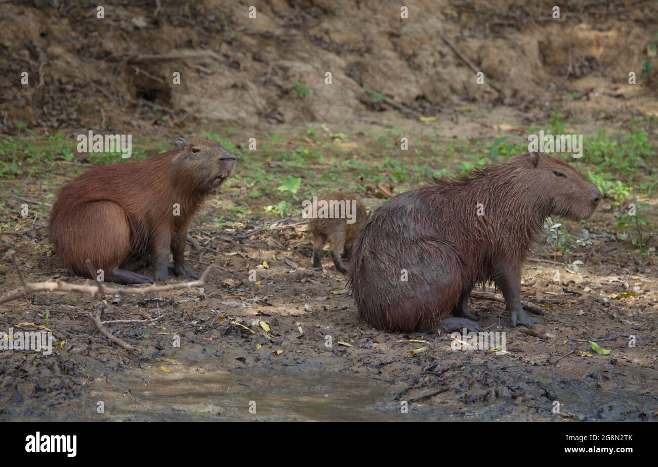 Familie von Capybara (Hydrochoerus hydrochaeris) mit lachendem Gesicht, das am Ufer der Pampas del Yacuma, Bolivien, ruht. Stockfoto