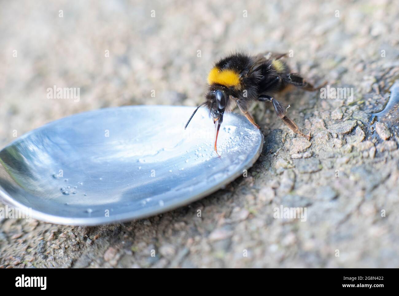 Ein müdes Bumbleble mit etwas Zuckerwasser auf einem Löffel im Garten wiederbeleben. Rettet Die Bienen. Kümmern Sie sich um unsere Tierwelt. Stockfoto