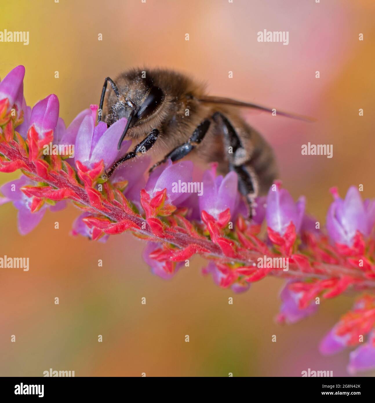 Eine Honigbiene sammelt den Pollen einer Blume im hinteren Garten. Worcestershire, Großbritannien Stockfoto