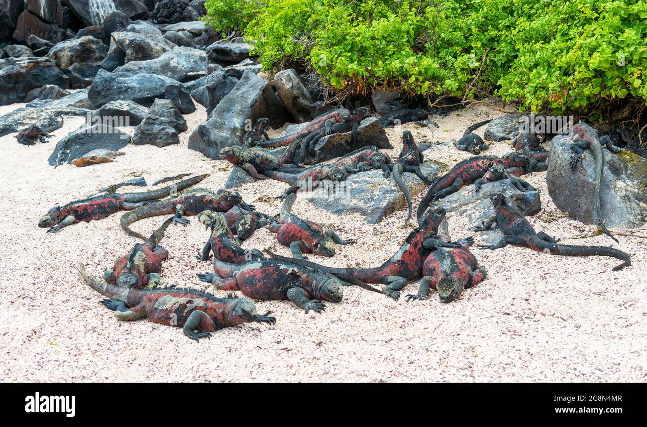 Galapagos Marine-Leguan (Amblyrhynchus cristatus)-Kolonie am Strand, Espanola-Insel, Galapagos-Nationalpark, Ecuador. Stockfoto