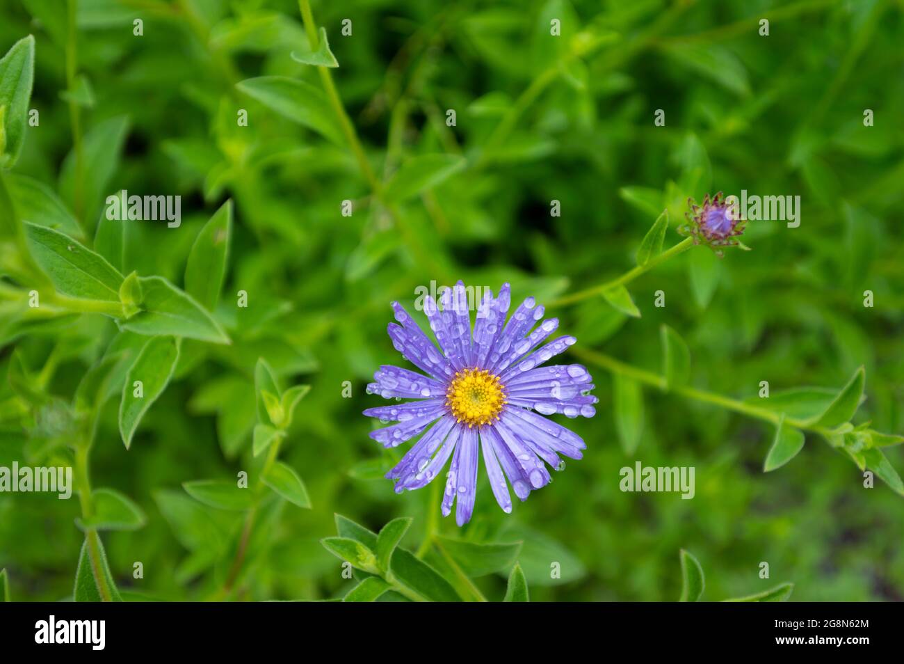 Lila Blume mit grünen Blättern im Hintergrund Stockfoto