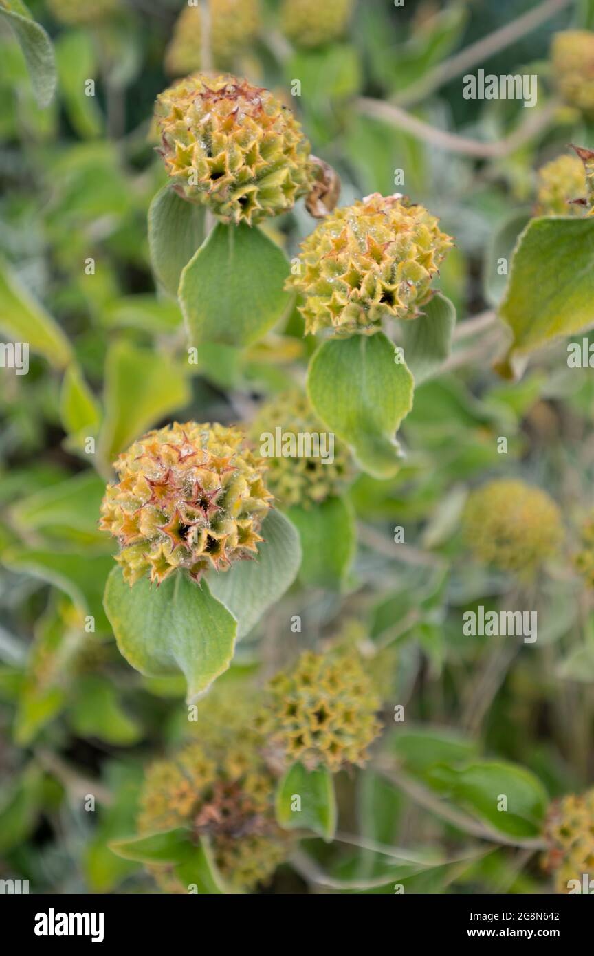 Sternförmige Blütentrauben mit grünen Blättern Stockfoto