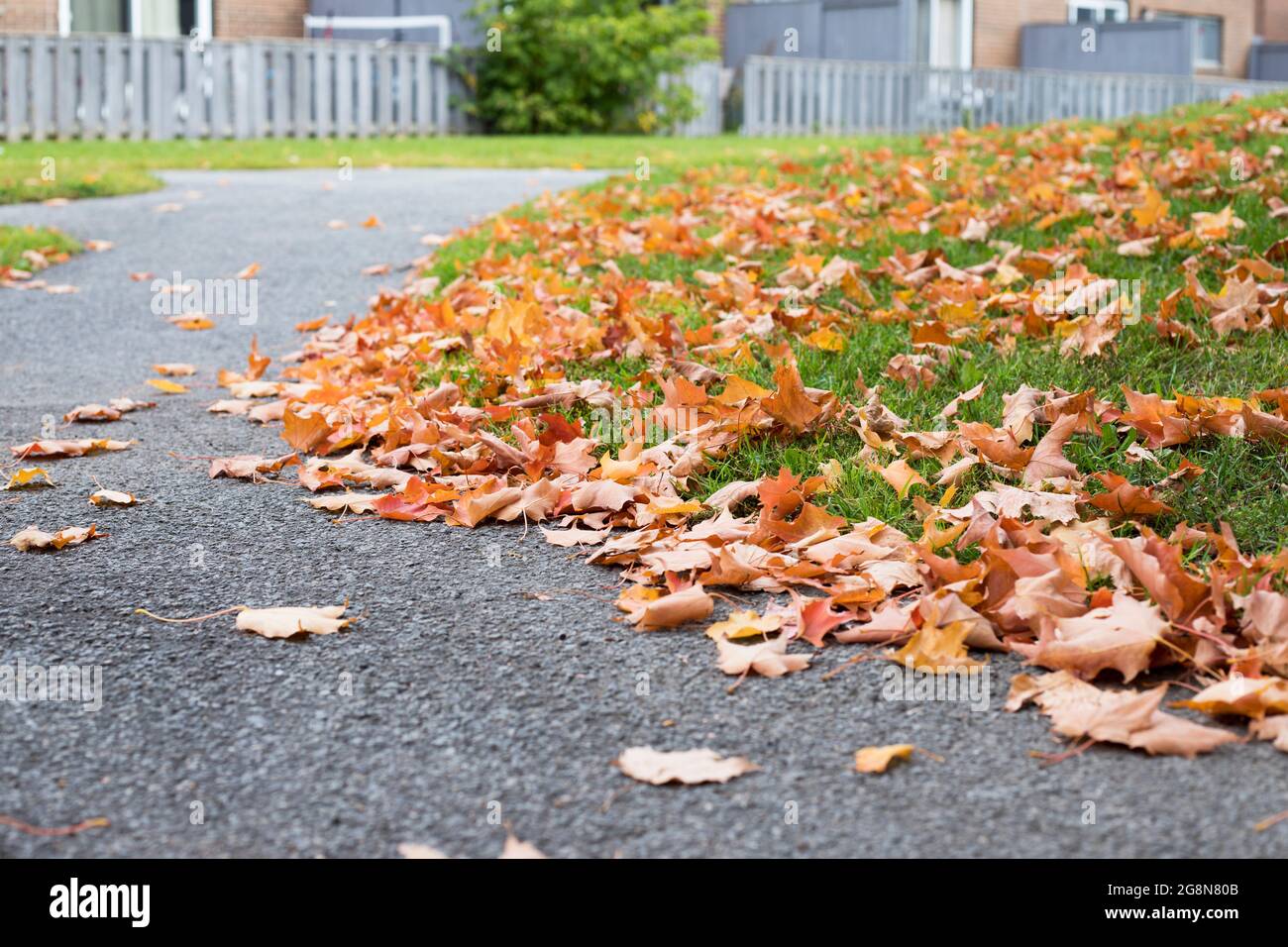 Herbstlaub auf der Straße, gefallen von Bäumen auf dem Boden im Hof in der Nähe von Häusern Stockfoto