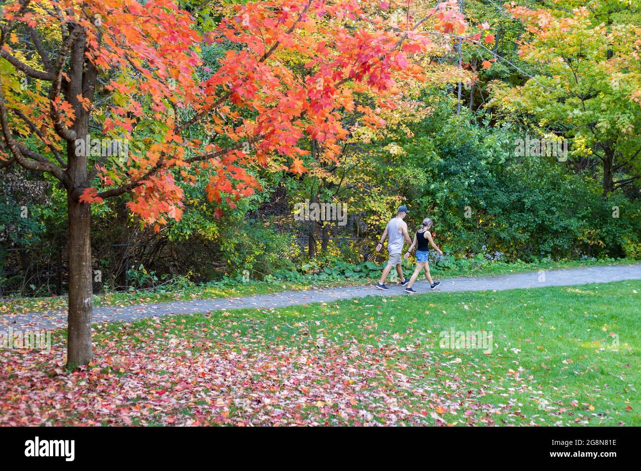 Fallen Sie im Park mit heruntergefallenen Blättern vom Baum und ein Paar, das weit auf der Straße läuft. Menschen, die im Frühherbst im Park spazieren gehen. Ahornbaum mit fa Stockfoto