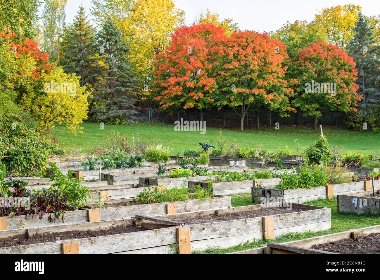 Herbst im lokalen Park mit Gemüsegarten. Kisten mit Anbau und Gemüse