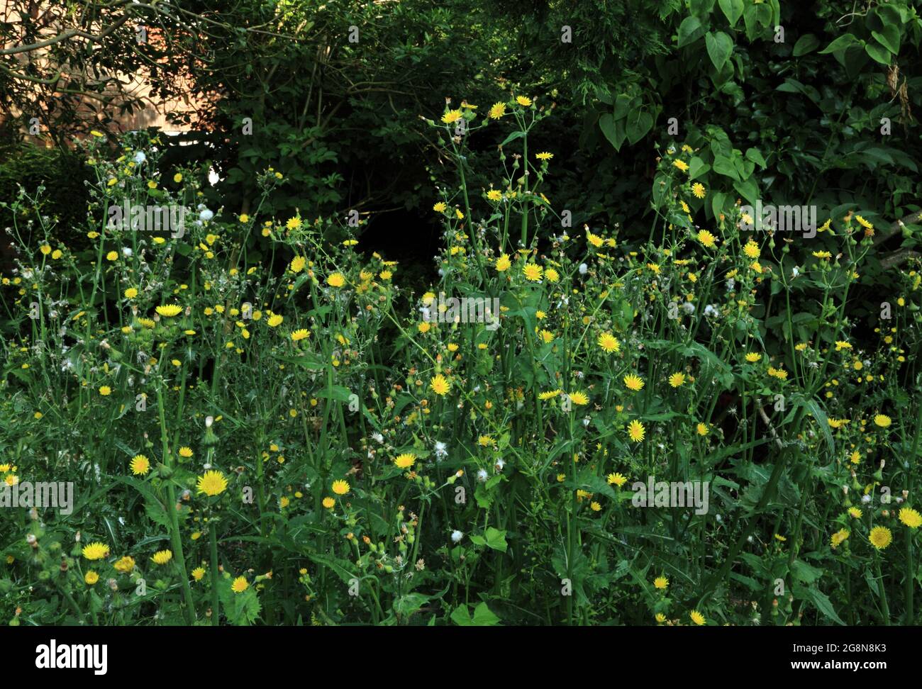 Garten, überwuchert, Unkraut, Disteln Stockfoto