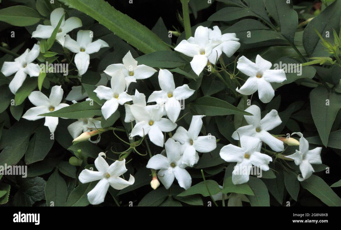 Jasminum officinale, duftende, weiße Blüten Stockfoto