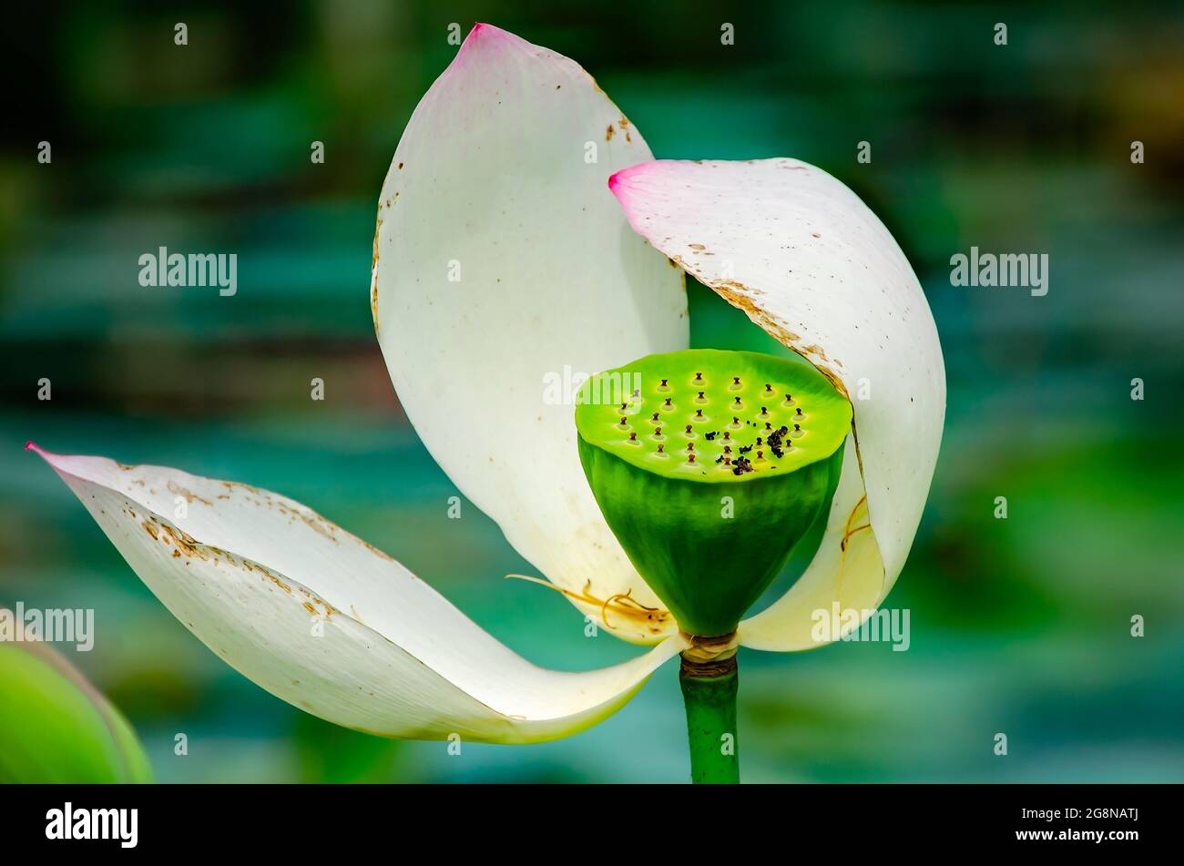 Lotuskerne beginnen aus einer Lotusblume (Nelumbo nucifera) im japanischen Garten von Charles Wood, 20. Juli 2021, in Mobile, Alabama, zu entstehen. Stockfoto