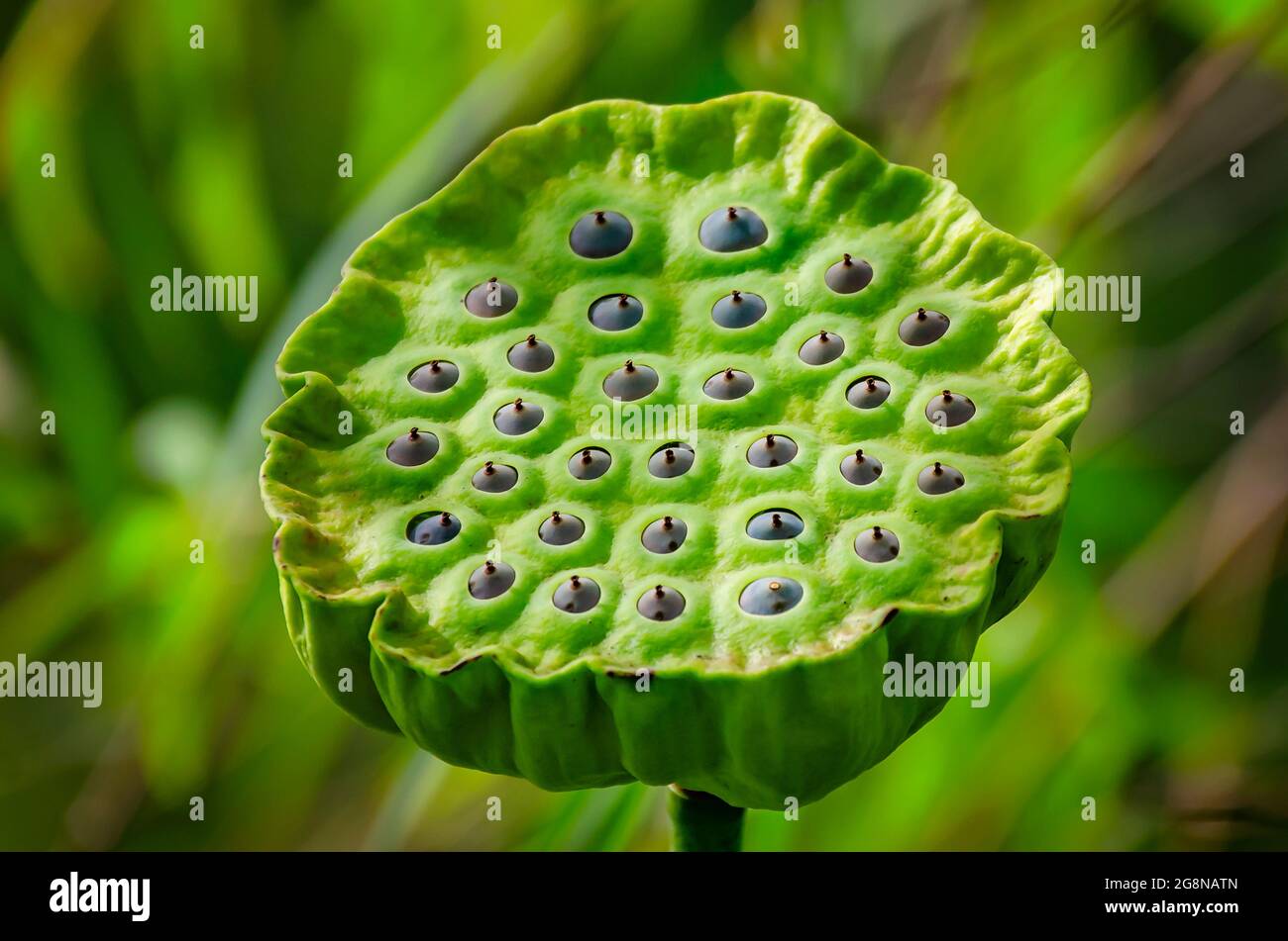 Lotuskerne beginnen aus einer Lotusblume (Nelumbo nucifera) im japanischen Garten von Charles Wood, 20. Juli 2021, in Mobile, Alabama, zu entstehen. Stockfoto