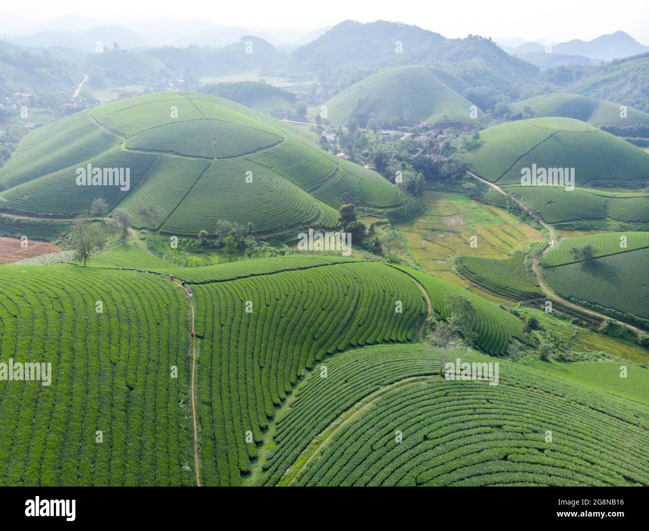 Schöne Teeplantagen in Long Coc distric Phu Tho Provinz Nordvietnam Stockfoto