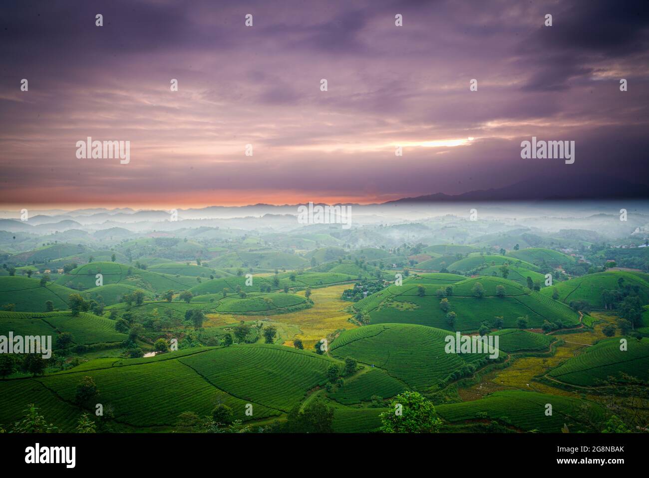 Schöne Teeplantagen in Long Coc distric Phu Tho Provinz Nordvietnam Stockfoto