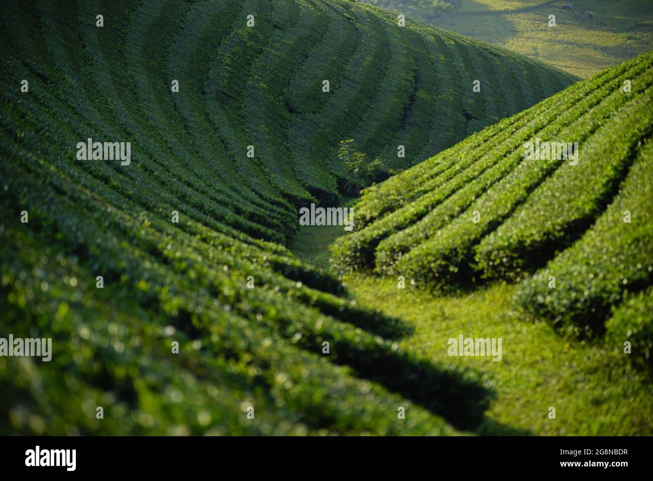 Schöne Teeplantagen in Long Coc distric Phu Tho Provinz Nordvietnam Stockfoto