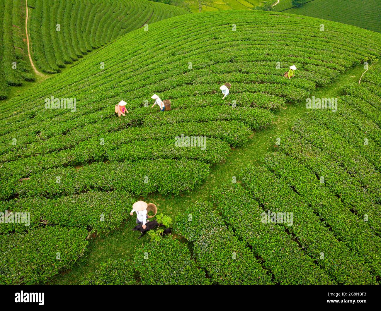 Schöne Teeplantagen in Long Coc distric Phu Tho Provinz Nordvietnam Stockfoto