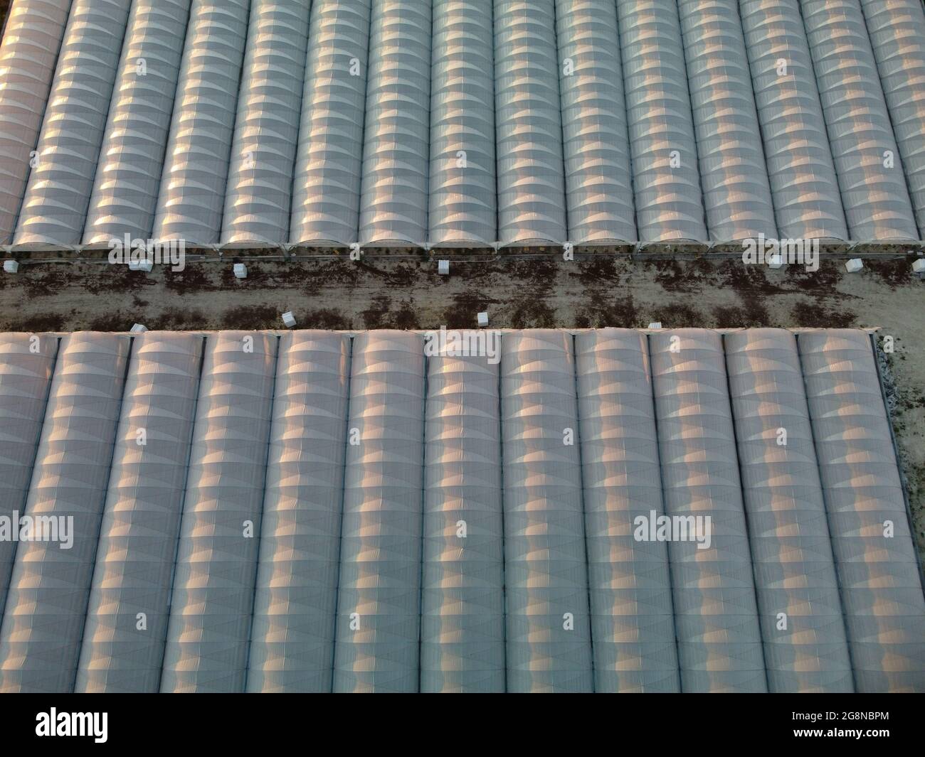 Luftdrohnenaufnahme von riesigen Flächen Gewächshaus für den Anbau von Gemüse. Gewächshausanbau, Agrarindustrie. Fliegen über große industrielle Gewächshäuser Stockfoto