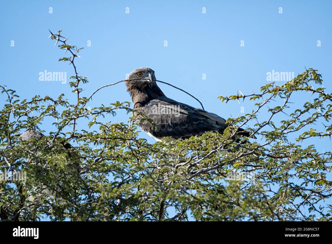 Ein Schlangenadler mit Schwarzkrümpfen thronte in der Savanne Südafrikas in einem Baum mit einem Zweig im Schnabel Stockfoto