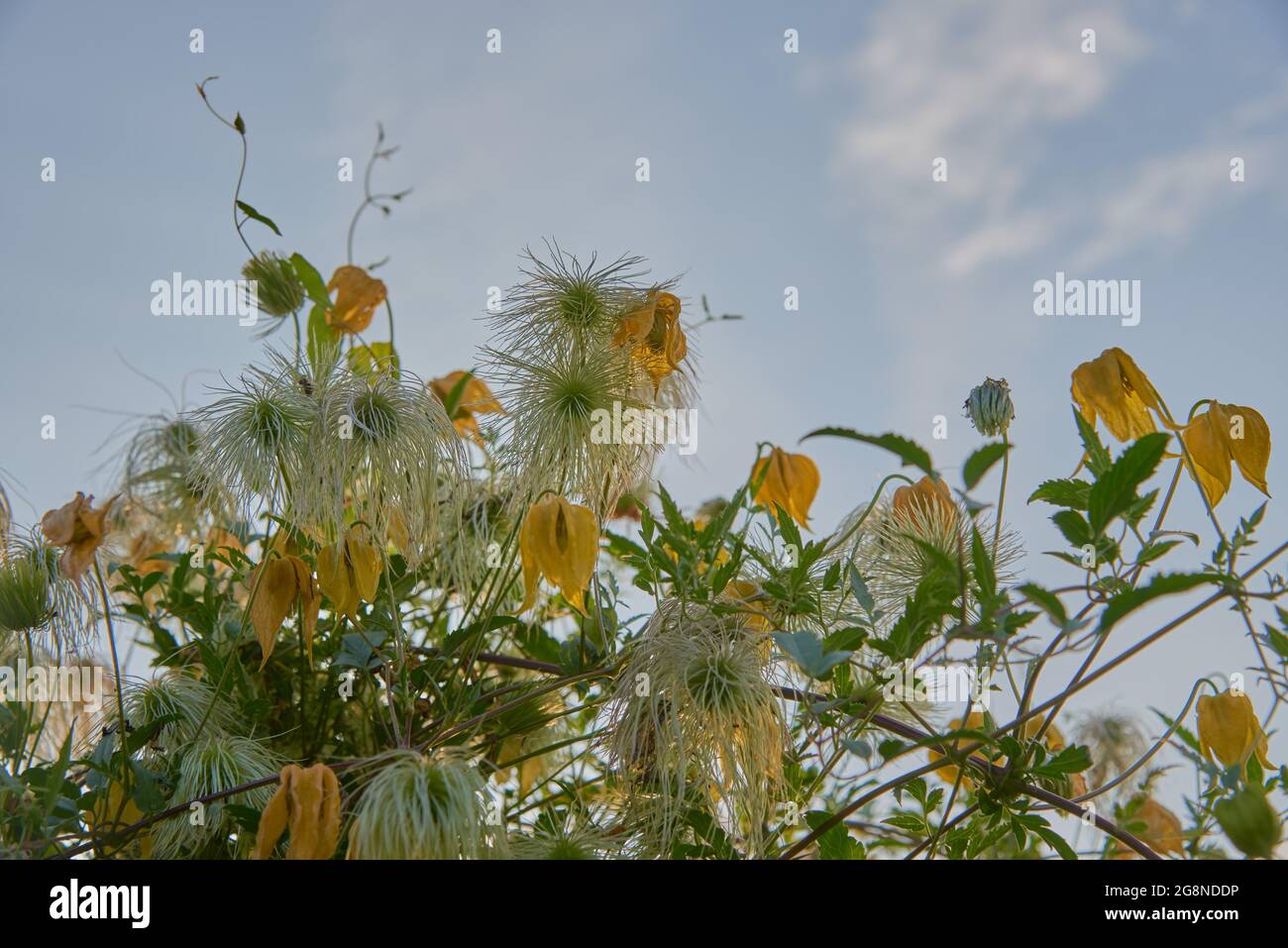 Voller Rahmen von verblassten Clematis vor einem blau bewölkten Himmel. Platz für Text, Design kopieren. Stockfoto