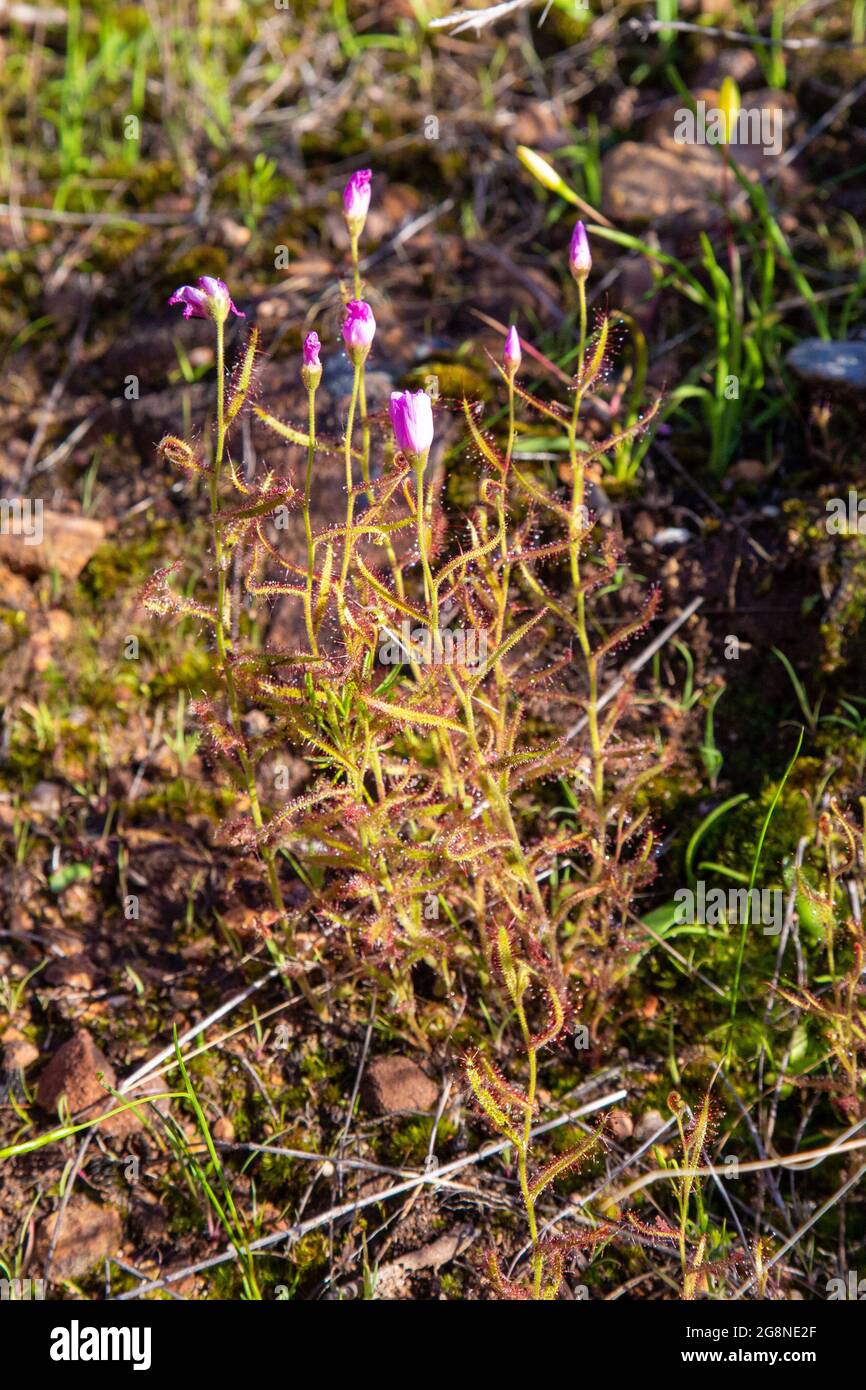 Drosera liniflora, eine fleischfressende Pflanze, in natürlichem Lebensraum im westlichen Kap von Südafrika Stockfoto
