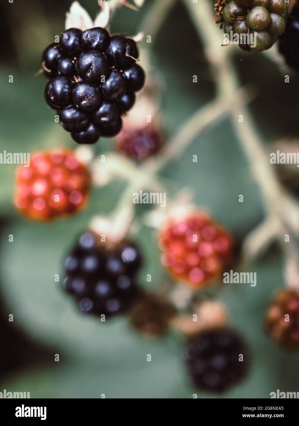 Frische dunkelblaue und rote Brombeeren auf dem Busch. Selektiver Fokus. Nahaufnahme. Stockfoto