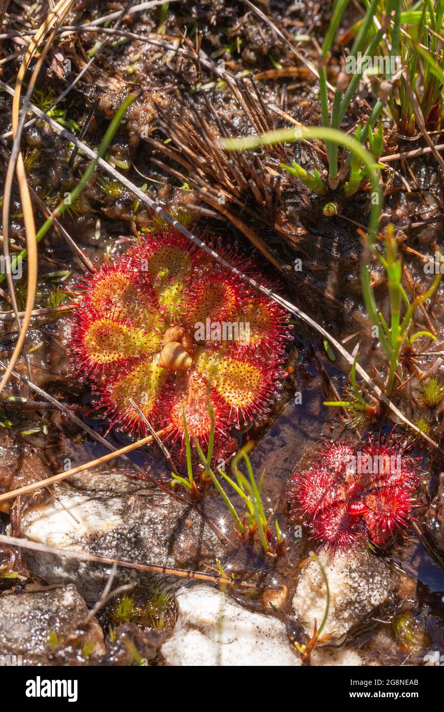 Afrikanische Wildblume: Drosera admirabilis wächst in nassem Lebensraum im Bain's Kloof, Westkap von Südafrika Stockfoto