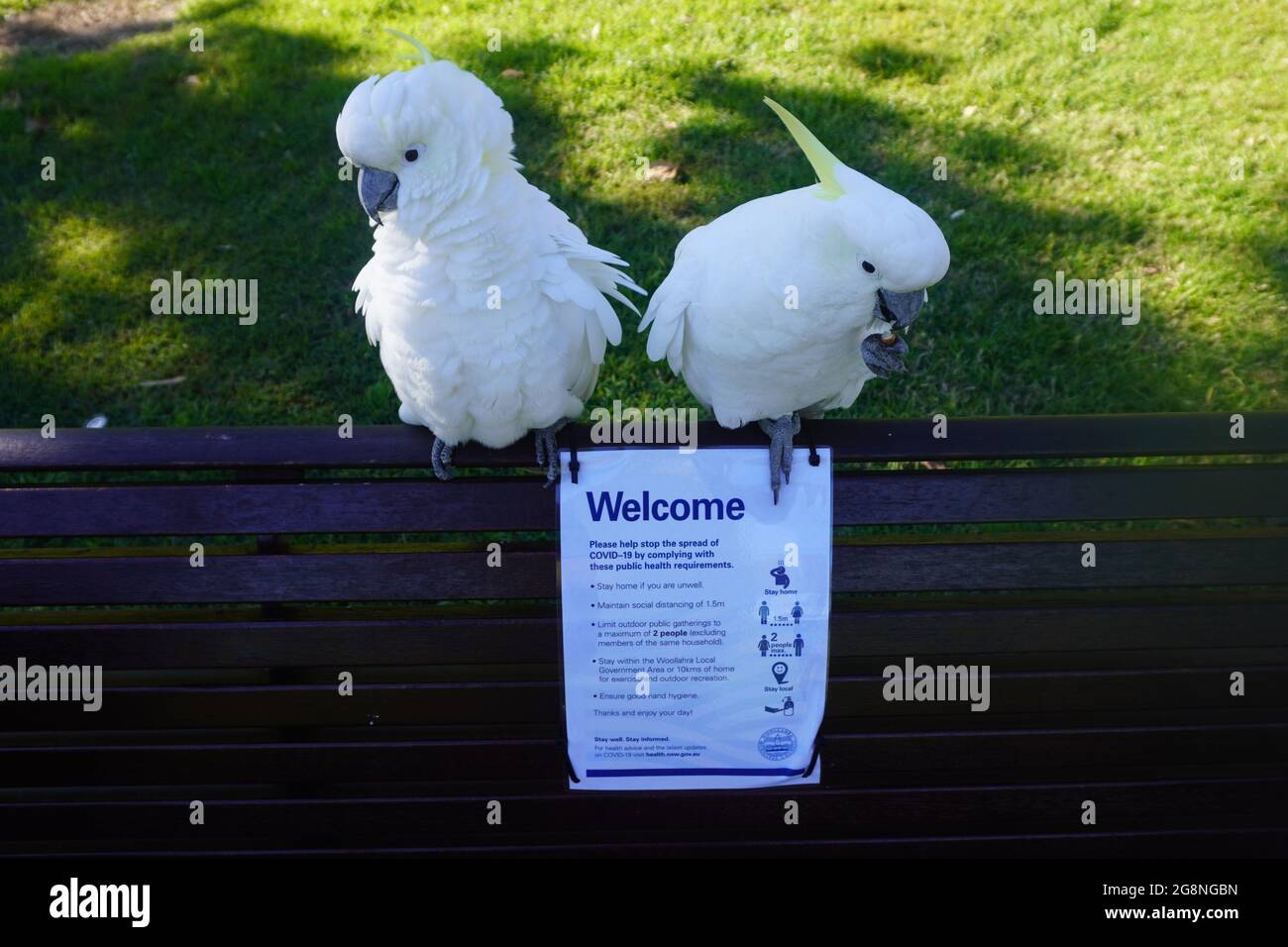 Zwei Covid-19-Covid-Cockatoos auf einer Parkbank Stockfoto