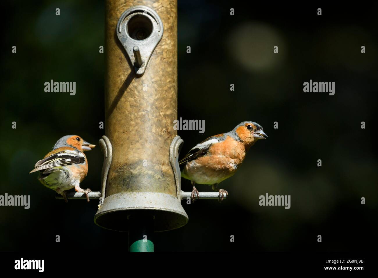 2 sonnenbeschienene männliche Erwachsene Buchfinken (buntes Gefieder), die auf beiden Seiten des Futterhäuschen für Gartenvögel sitzen (Samen in Schnäbeln) - West Yorkshire, England, Großbritannien. Stockfoto