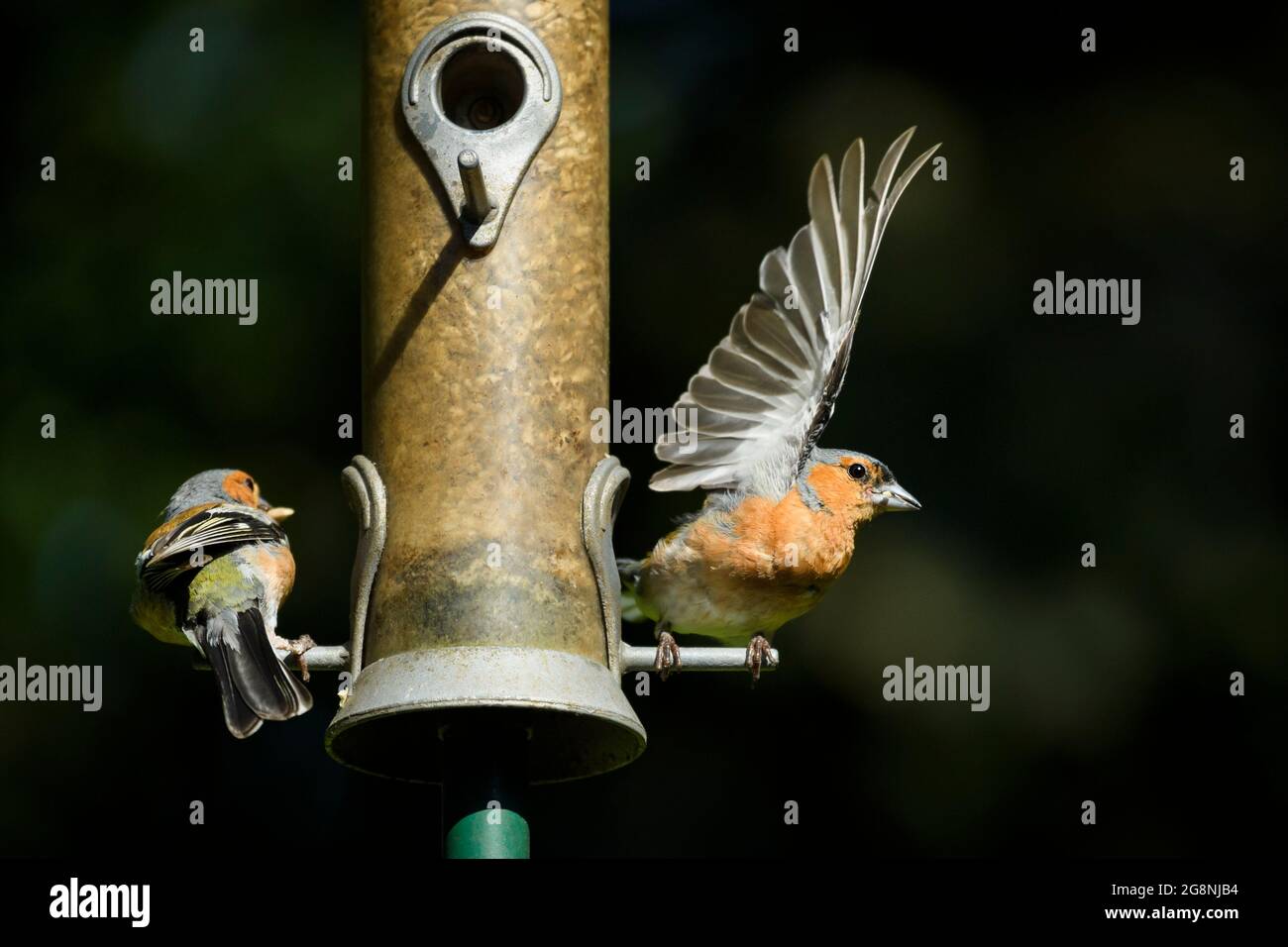2 sonnenbeschienene männliche Erwachsene Gimpel (buntes Gefieder) sitzen auf beiden Seiten des Gartenvogelfutterhäuschen (1 davon fliegt weg) - West Yorkshire, England. Stockfoto