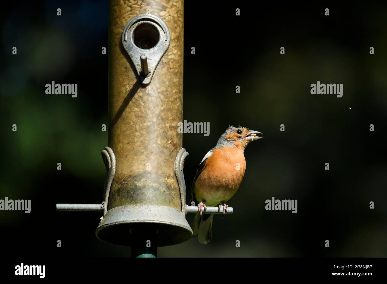 Ein sonnenbeschienenen männlichen Buchfinken (buntes Gefieder), der auf dem Futterhäuschen für Gartenvögel sitzt (Sonnenblumenkerne im Schnabel) - West Yorkshire, England, Großbritannien. Stockfoto